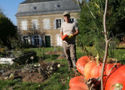 jardin citrouilles