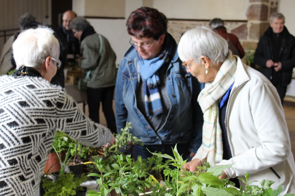 Echanges à propos des plantes à disposition